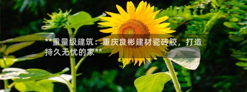 杏鑫平台在线注册