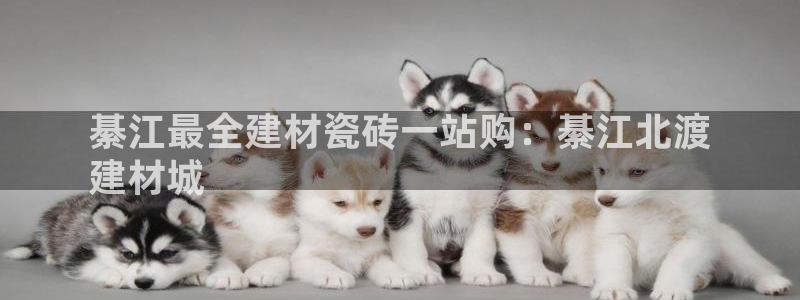 杏鑫娱乐开发团队